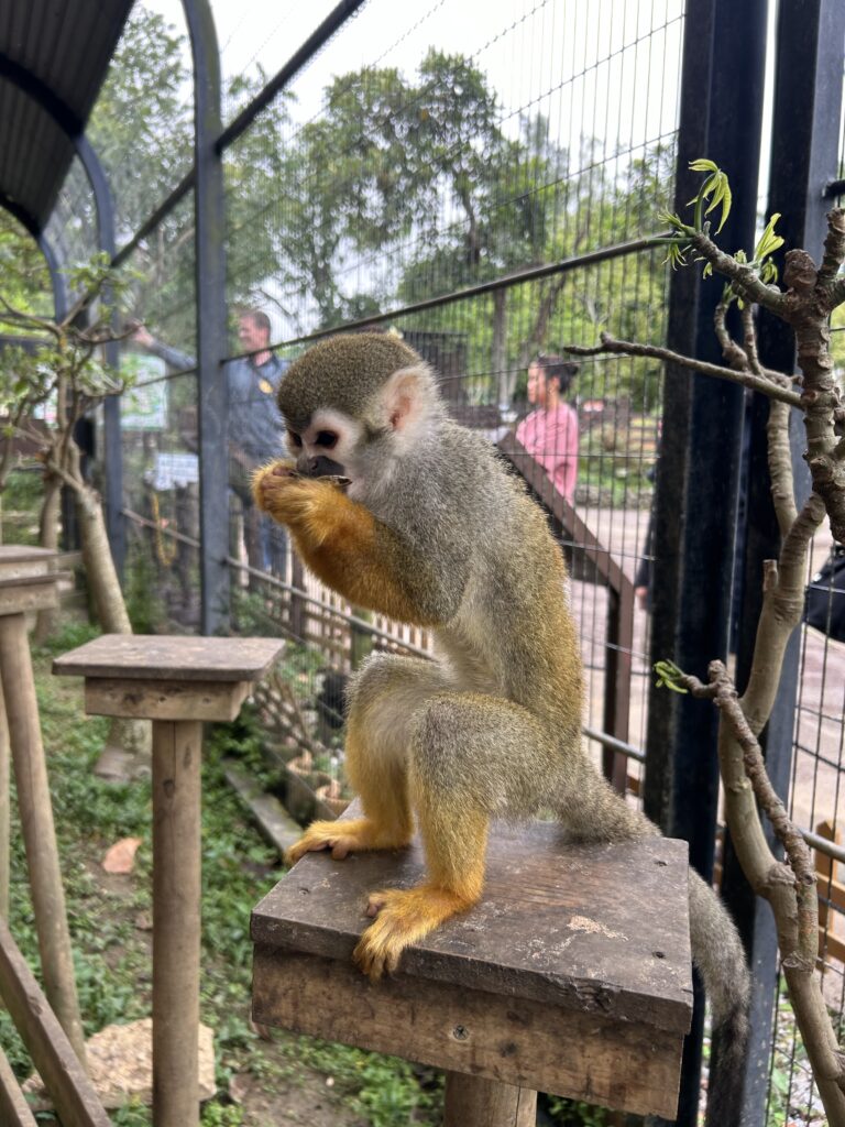 東南植物楽園にいた猿